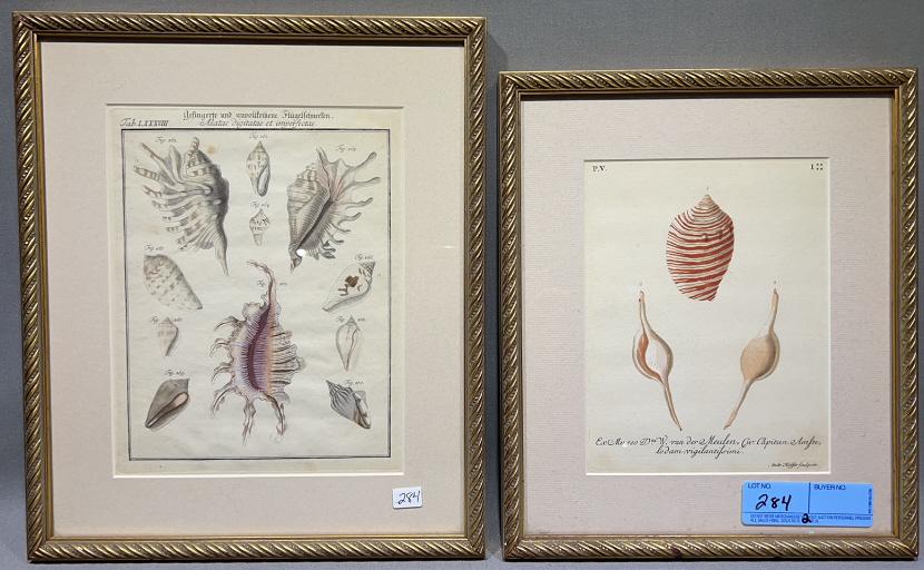 2 EARLY FRAMED SHELL PRINTS (1 of 3)