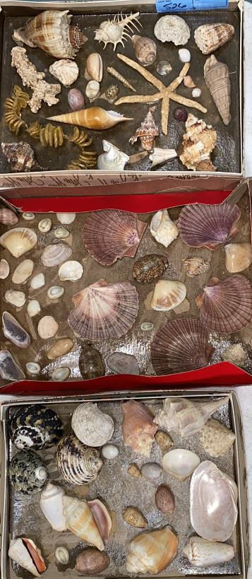 LARGE LOT OF SEASHELLS (1 of 4)