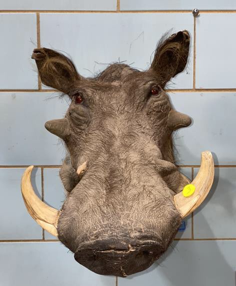 TAXIDERMY WARTHOG MOUNT (1 of 4)
