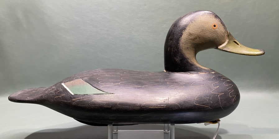 DUCKY FORACKER BLACK DUCK: ~