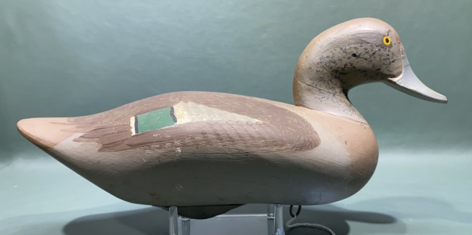 CAPT. HARRY JOBES HEN WIDGEON: SLIGHTLY TURNED HEAD