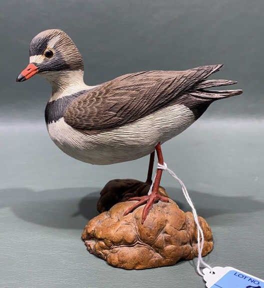 SHOREBIRD MARKED "JH": ~