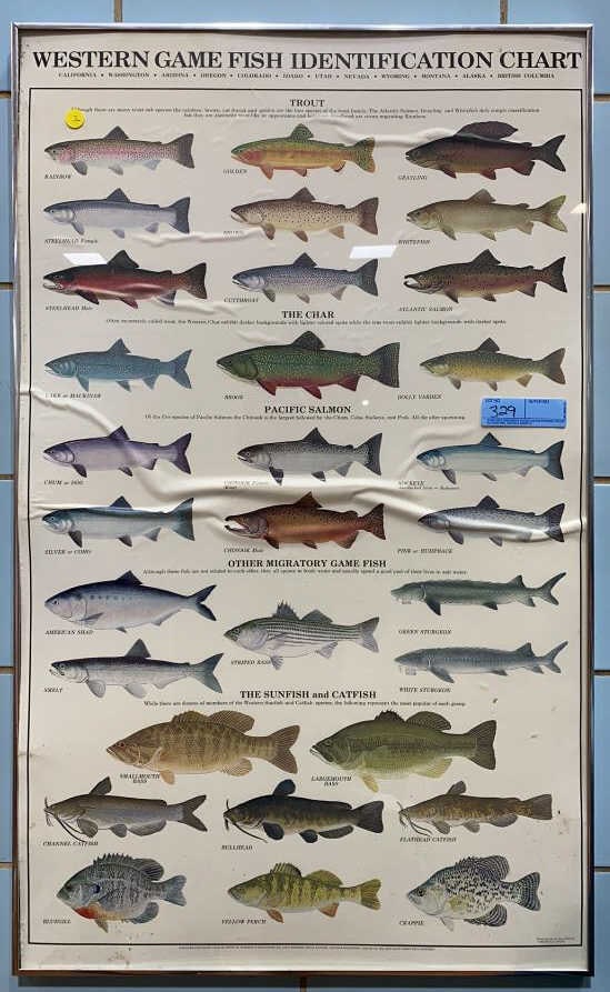 WESTERN GAME FISH IDENTIFICATION CHART: 38" X 23"