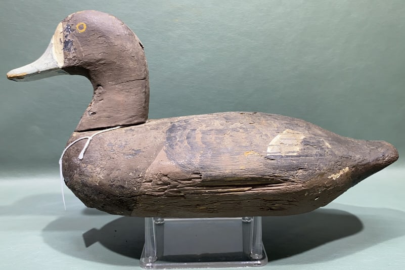 ROCK HALL BLUEBILL HEN BRANDED "CAPH" (1 of 5)