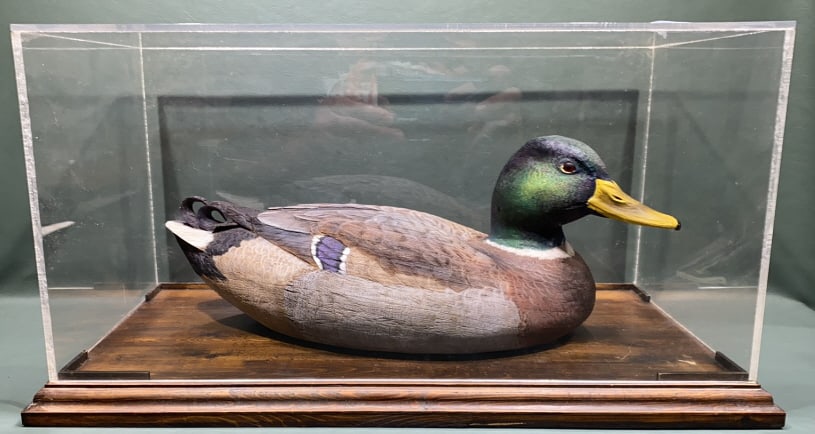 DECORATIVE CARVED MALLARD IN DISPLAY CASE: 21" x 11" 10 1/2?