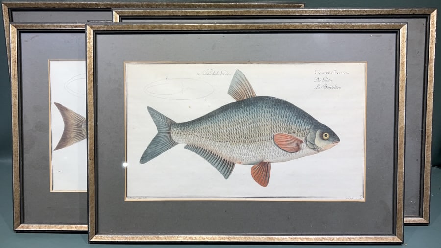 6 ANTIQUE FRAMED FISH PRINTS (1 of 8)