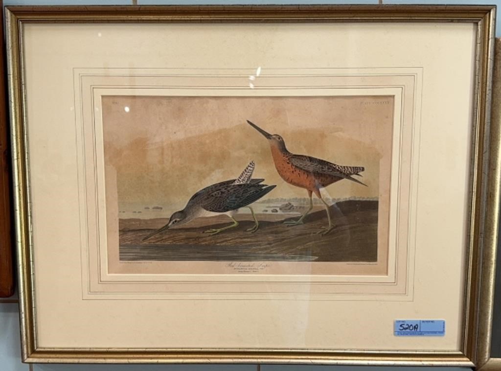 EARLY AUDUBON PRINT "RED BREASTED SNIPE" (1 of 6)