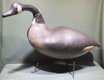 CANADA GOOSE FROM PRINCE EDWARD ISLAND