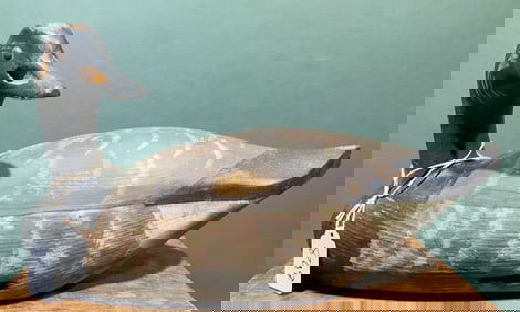 GARY CROSSMAN BRANT DECOY