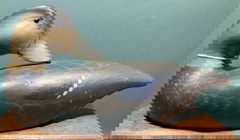 CHARLES SPIRON SLEEPING BLACK DUCK