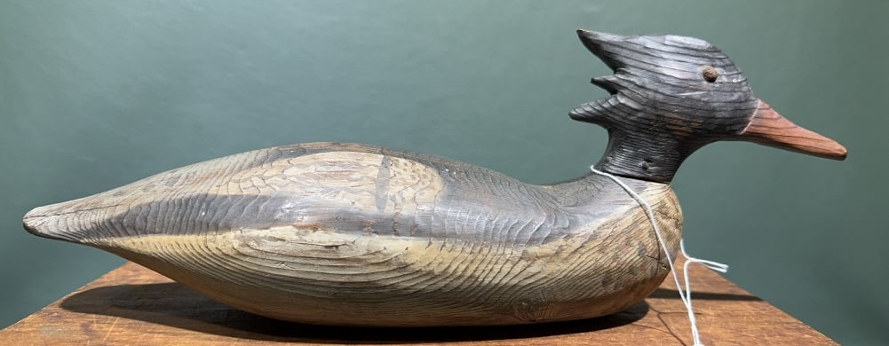 AARON SAVAGE MENGANSER CHINCOTEAGUE, VA.: ~ 15-1/2"