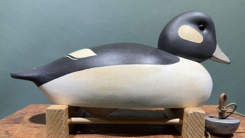 LOUIE HANCOCK BUFFLEHEAD CHINCOTEAGUE, VA.