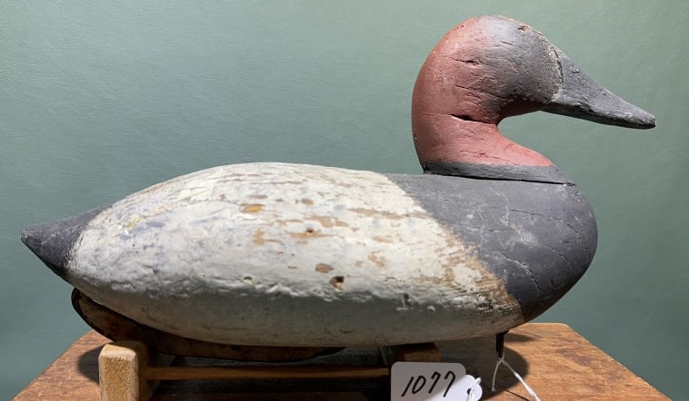 HOLLY CANVASBACK BRANDED "B STRONG": 14" LONG