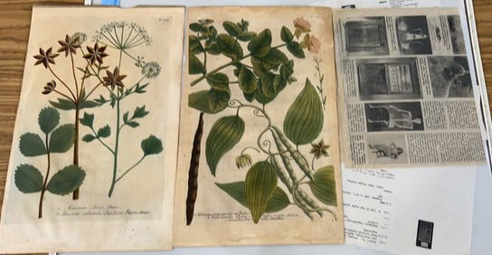 2 ANTIQUE BOTANICAL PRINTS