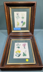 2 BOTANICAL PRINTS IN WALNUT DEEP FRAMES