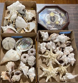 LARGE LOT OF VARIOUS SHELLS