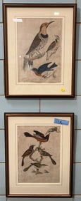 PAIR OF EARLY BIRD ENGRAVINGS AFTER A. WILSON
