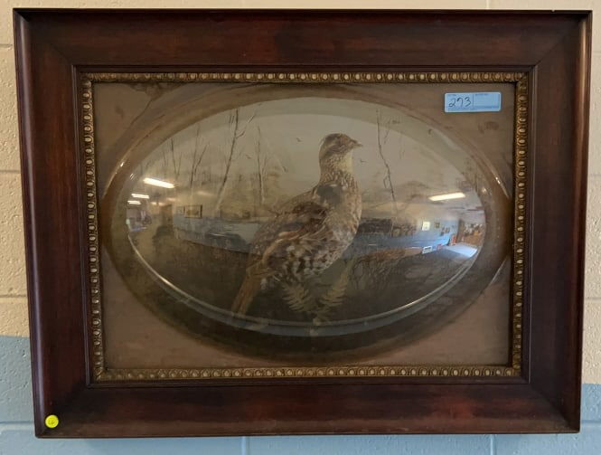 ANTIQUE VICTORIAN GROUSE DIORAMA W/BUBBLE GLASS: 26" X 33-1/2