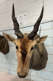 AFRICAN ELAND SHOULDER MOUNT