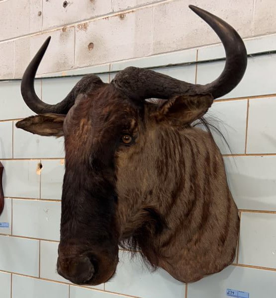 AFRICAN WILDEBEEST SHOULDER MOUNT: 24" x 29"