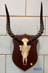 AFRICAN IMPALA EUROPEAN MOUNT