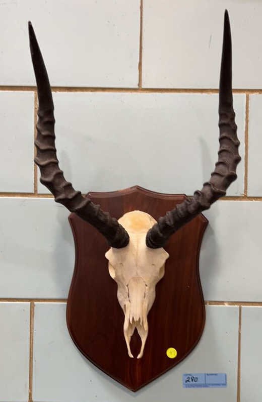 AFRICAN IMPALA EUROPEAN MOUNT: 23" x 12"