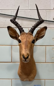 AFRICAN IMPALA SHOULDER MOUNT
