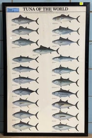 2 FRAMED FISH PRINTS - BILL FISH & TUNA