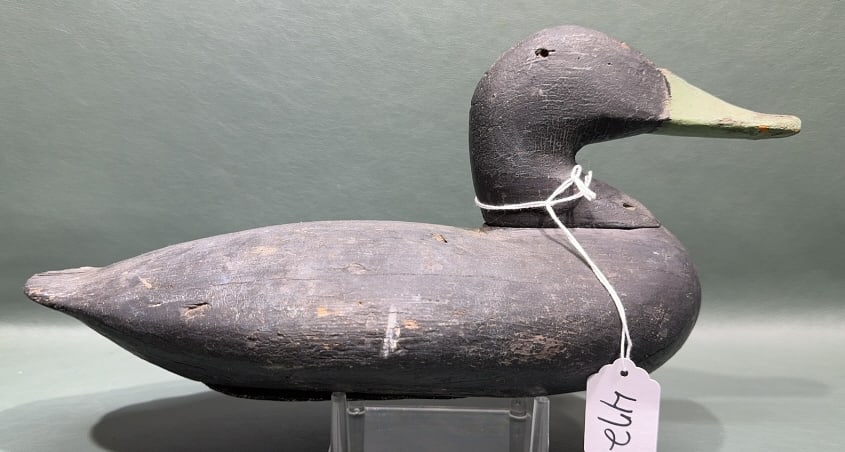 CECIL COUNTY BLACK DUCK: 14" LONG