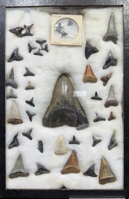 COLLECTION OF VARIOUS SHARK TEETH