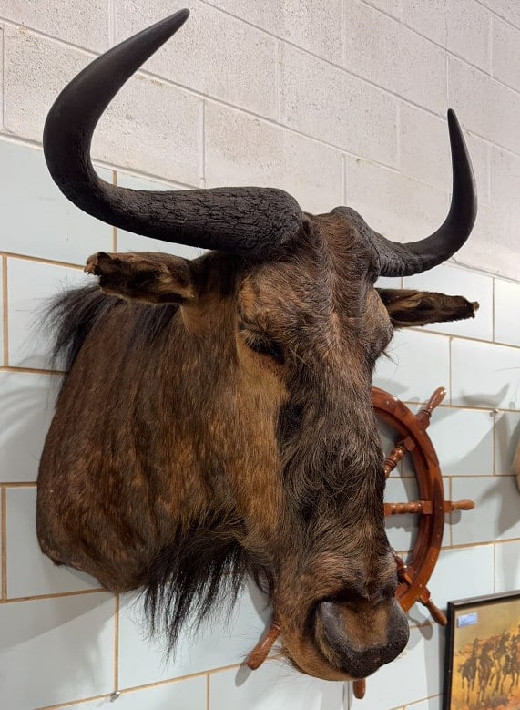 WILDEBEEST MOUNT: 27" X 25" X 28"