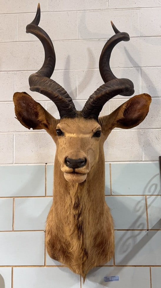 KUDU MOUNT: 60" X 33" X 24"