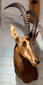SABLE ANTELOPE MOUNT