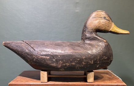 BLACK DUCK DECOY FROM EASTERN SHORE OF VIRGINIA