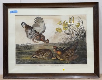 AUDUBON PRINT OF PINNATED GROUSE