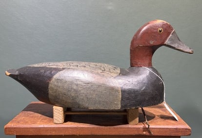 DRAKE REDHEAD FROM PRINCE EDWARD ISLAND