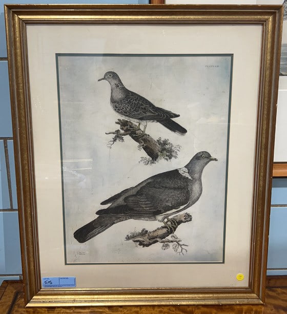 PRIDEAUX JOHN SELBY HAND COLORED ENGRAVING (1 of 6)