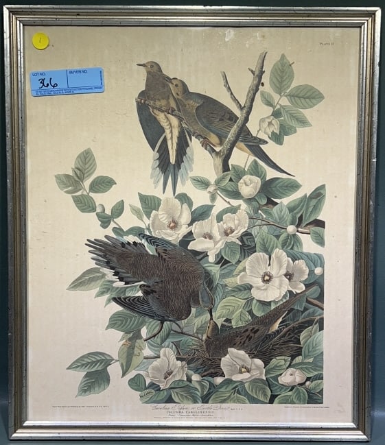 R. HAVELL & SON "CAROLINA PIGEON" ENGRAVING: 20" X 17"