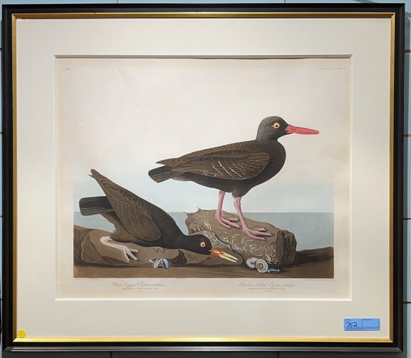 JJ AUDUBON "PLATE 427" ETCHING BY ROBERT HAVELL: WHITE-LEGGED OYSTER CATCHER" & "SLENDER-BILLED OYSTER CATCHER" ~ 37.5" X 32.5