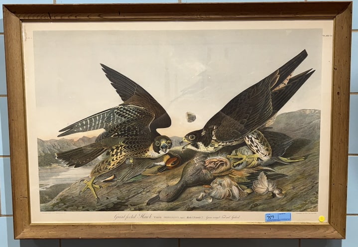 JJ AUDUBON "GREAT-FOOTED HAWK" BY JULIUS BIEN 1860 (1 of 5)