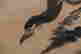 item-99959961=4