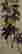 item-130659040=6
