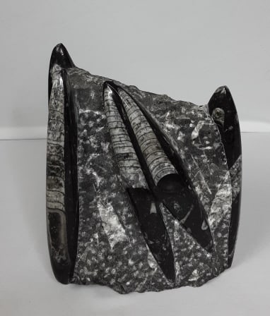 Orthoceras Fossil PROVENANCE: Private: PROVENANCE: Private estate TYPE: Fossil MATERIAL: Fossil DIMENSIONS: 9" tall Orthoceras is a genus of extinct nautiloid cephalopod restricted to Middle Ordovician-aged marine limestones of the Baltic