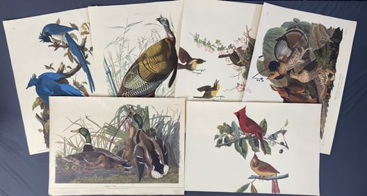Audubon Bird Engraving Plates Set of Six Six bird color plates from illustrations by John Audubon.