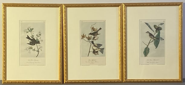 Audubon Bird Book Plates Framed Set of Three Three framed illustrations of birds by Audubon. Birds