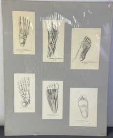 Anatomical Foot Drawings Signed Six drawings of the foot including skeletal and muscular, signed