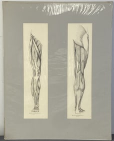 Anatomical Muscle Legs Drawings Signed Pencil drawings of front & back muscles of the leg in mat