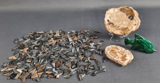 Shark's Teeth Petrified Wood Slice Malachite Fish Wood Slice measures