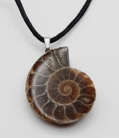 Fossilized Ammonite Nautilus Necklace Necklace is 24". Weighs 10.3 grams.