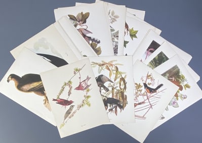 Vintage Audubon Birds Of America Prints Fifty prints in portfolio of Audubon's Birds of America,